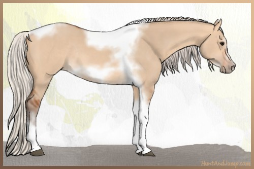 Horse Color:Silver Bay Dun Sabino Tobiano Frame Rabicano 