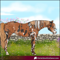 Horse Color:White Spotted Liver Chestnut  and Chestnut 
