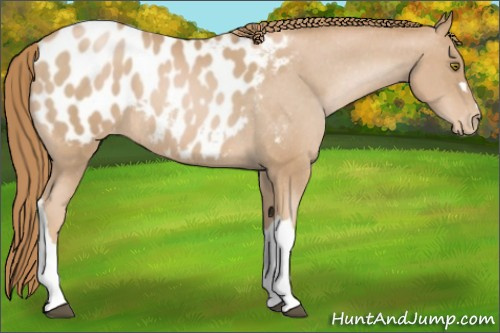 Horse Color:Chestnut Pearl Appaloosa 