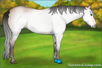 Horse Color:Gray Bay Dun Sabino 