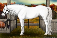Horse Color:Gray Silver Amber Cream Champagne Roan Dun Splash Tobiano Frame Appaloosa Rabicano 