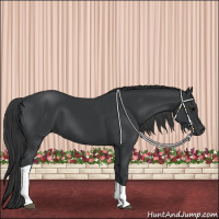 Horse Color:Black Tobiano 