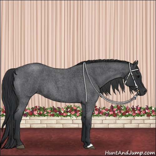 Horse Color:Blue Roan 