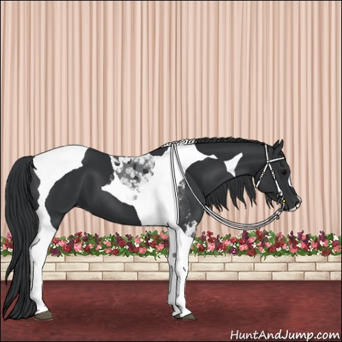 Horse Color:Black Tobiano 