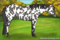 Horse Color:Grullo Near Leopard 