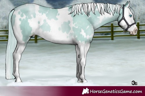 Horse Color:White Spotted Palomino Pearl Splash 