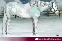 Horse Color:White Spotted Palomino Pearl Splash 