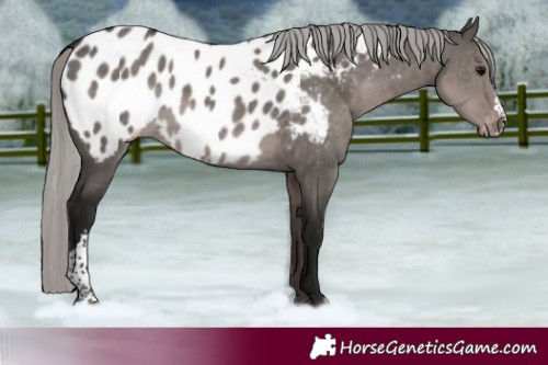 Horse Color:Gray Platinum Silver Grullo Near Leopard