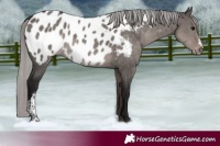 Horse Color:Gray Platinum Silver Grullo Near Leopard 