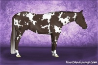 Horse Color:White Spotted Liver Chestnut
