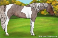 Horse Color:Silver Brown Roan Tobiano