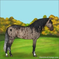 Horse Color:Brown Dun Sabino Brindle 