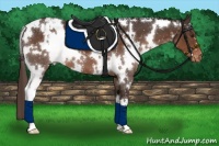 Horse Color:White Spotted Liver Chestnut Appaloosa 