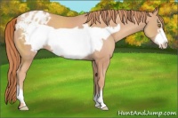 Horse Color:Gold Champagne Frame Appaloosa
