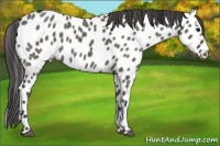 Horse Color:Grullo Appaloosa 