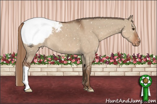 Horse Color:Liver Red Dun Appaloosa 