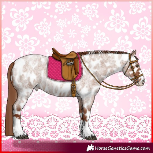 Horse Color:Red Roan Appaloosa 