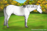 Horse Color:Gray Grullo 