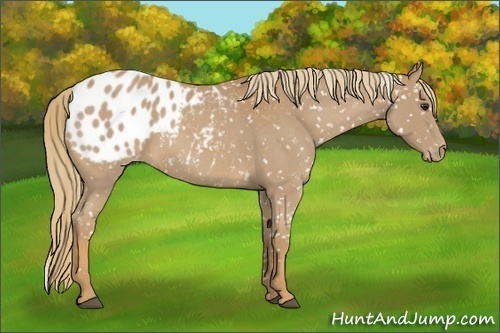 Horse Color:Red Roan Appaloosa 