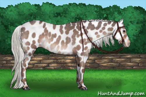 Horse Color:Liver Red Roan Appaloosa 