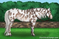 Horse Color:Liver Red Roan Appaloosa 