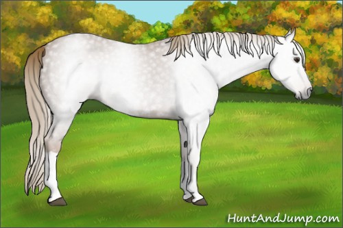 Horse Color:Gray Chestnut 