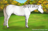 Horse Color:Gray Chestnut 
