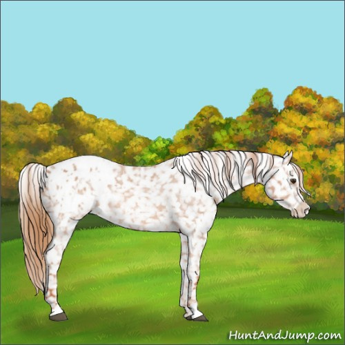 Horse Color:Red Roan Appaloosa 