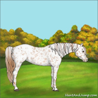 Horse Color:Red Roan Appaloosa 