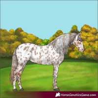 Horse Color:Red Roan Appaloosa 