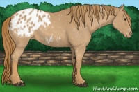 Horse Color:Red Roan Appaloosa 