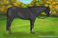 Horse Color:Black  and Black 