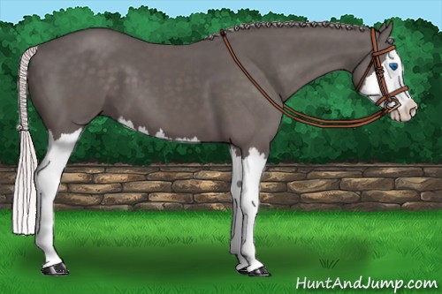 Horse Color:Silver Black Splash 