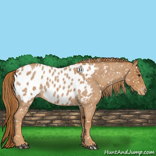 Horse Color:Red Roan Appaloosa 