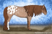 Horse Color:Red Roan Appaloosa