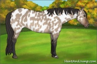 Horse Color:Bay Dun Appaloosa 