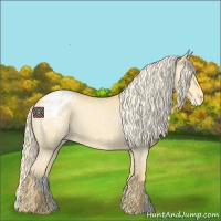 Horse Color:Palomino Roan Appaloosa 