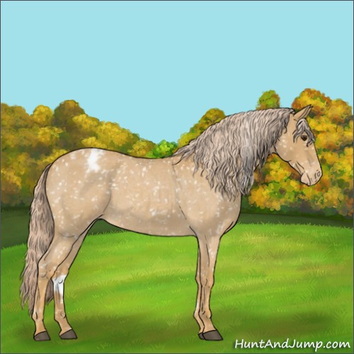 Horse Color:Palomino Roan Appaloosa 
