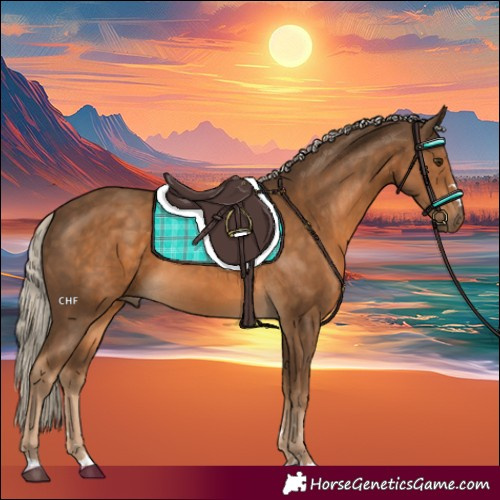 Horse Color:Chocolate Palomino 
