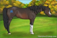 Horse Color:Brown 