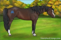 Horse Color:Brown Sabino