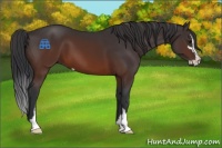 Horse Color:Brown Sabino 