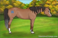 Horse Color:Bay Sabino