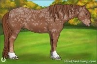 Horse Color:Chestnut Ice 