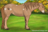 Horse Color:Red Roan