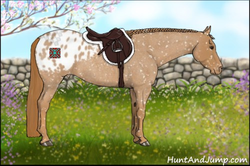 Horse Color:Red Roan Appaloosa 