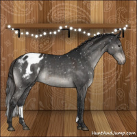 Horse Color:Brown Dun Mushroom Appaloosa Brindle 