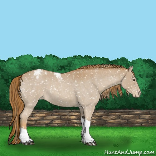 Horse Color:Red Roan Tobiano Appaloosa 