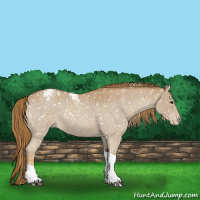 Horse Color:Red Roan Tobiano Appaloosa 