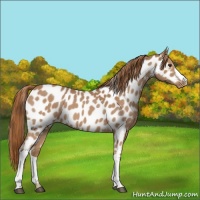 Horse Color:Red Roan Near Leopard 